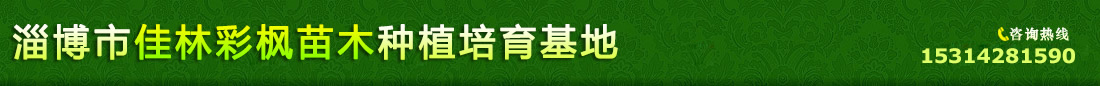 山東淄博佳林彩楓培育基地